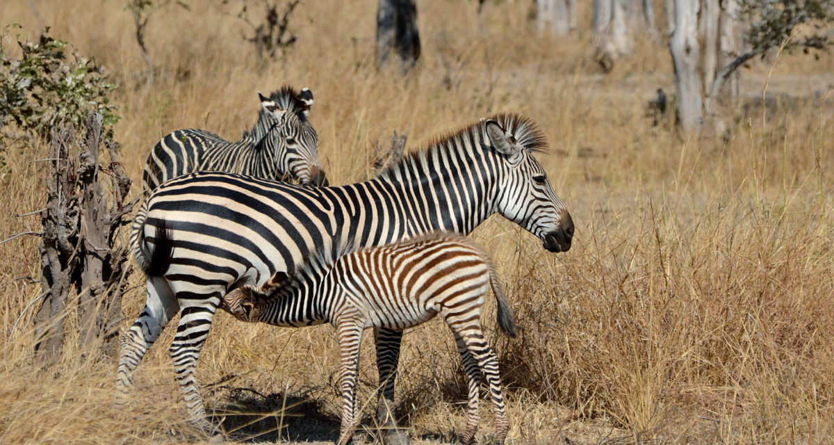 flickr_-_ggallice_-_plains_zebra_2 flickr_-_ggallice_-_plains_zebra_2